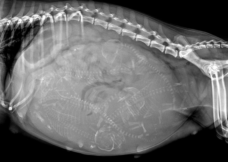 Carousel Slide 11: We provide Digital Radiography for Puppy Counts!
